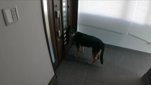扉と犬