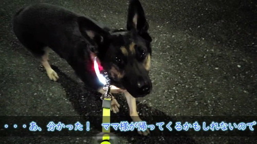 お散歩