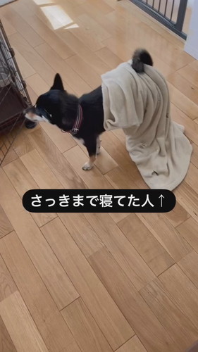 毛布つけてるニコちゃん