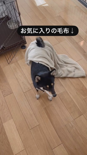 毛布つけてるニコちゃん