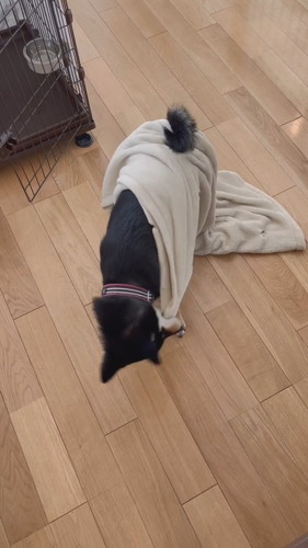 毛布つけてるニコちゃん