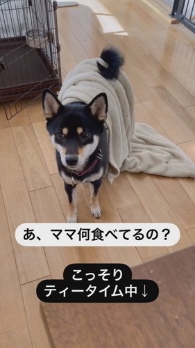 毛布つけてるニコちゃん