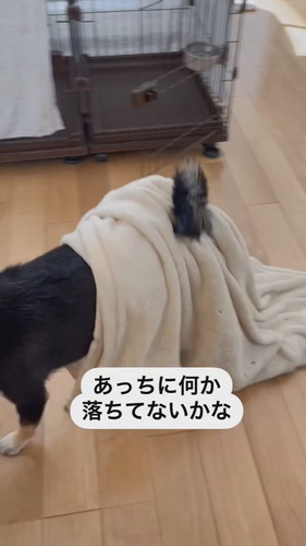 毛布つけてるニコちゃん