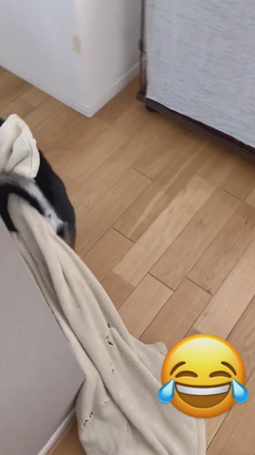 毛布つけてるニコちゃん