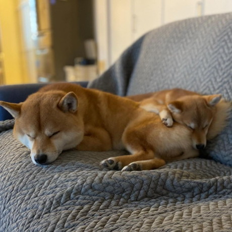 定春くんとふじこちゃん