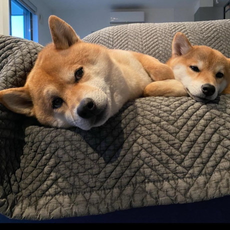 定春くんとふじこちゃん