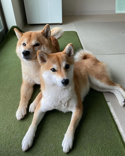 定春くんとふじこちゃん