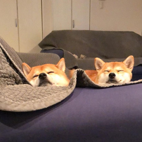 定春くんとふじこちゃん