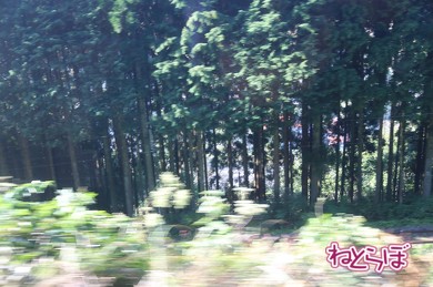 スイッチバック3段目から下を見ると、木々の間に出雲坂根駅がチラリ