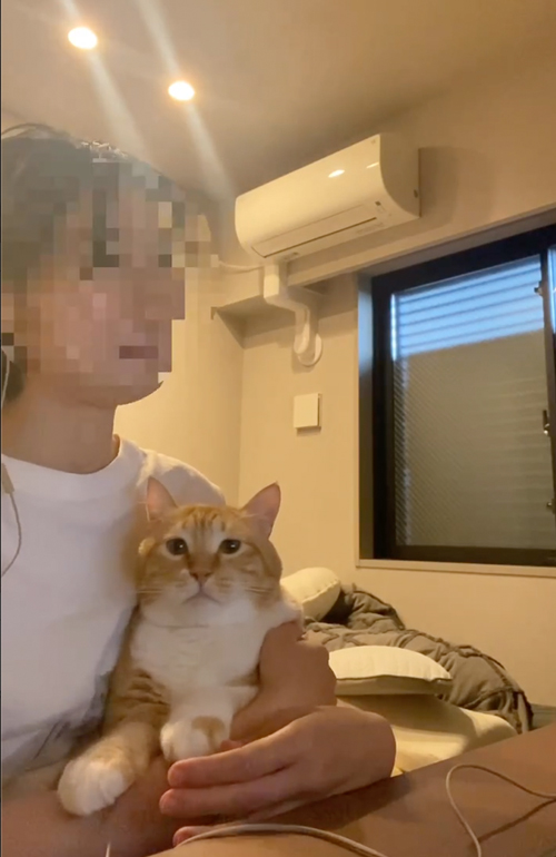 公然キスする猫