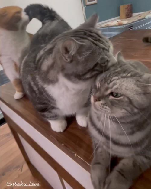 ママのところへ行くニャンコ