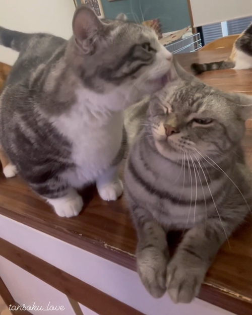 ママのところへ行くニャンコ