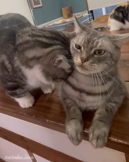 ママのところへ行くニャンコ