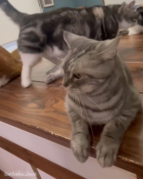 ママのところへ行くニャンコ