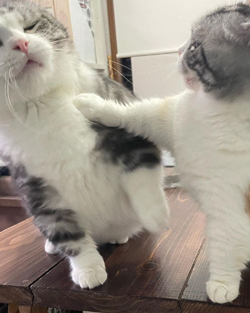 すぅちゃんとパンちゃん