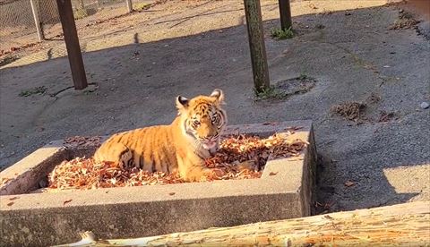 舌だしてカメラ目線