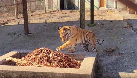 落ち葉遊びした子トラ