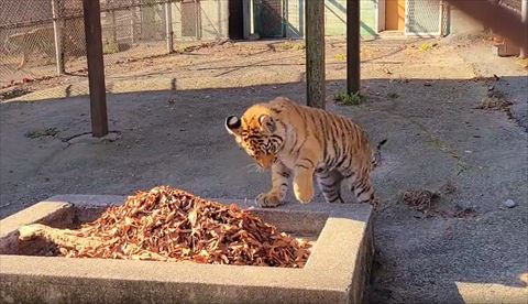 左前足を引くトラ