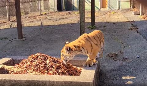 落ち葉の匂いをかぐトラ