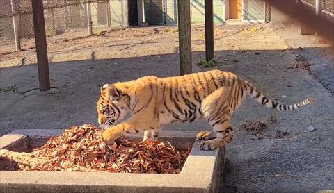 落ち葉に入ってくトラ