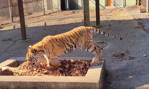 左前足曲げて落ち葉の匂いかぐ