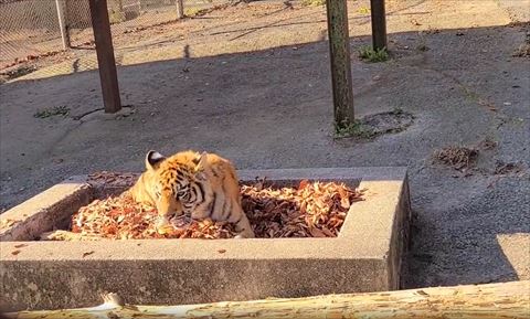 口開けて前見てるトラ