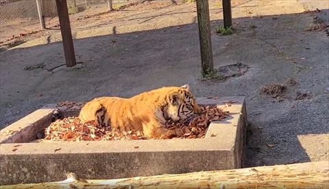 前足で落ち葉集めてる