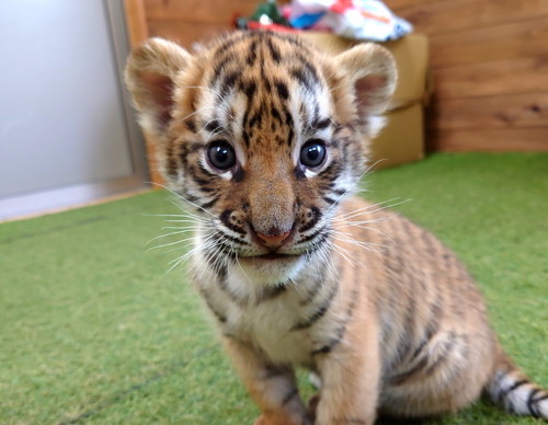 小さなころの四葉ちゃん