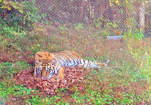 落ち葉を枕にする成トラ