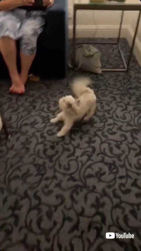 歌い出す飼い主の母親