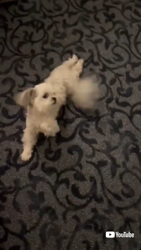 前足をたたいて踊る犬