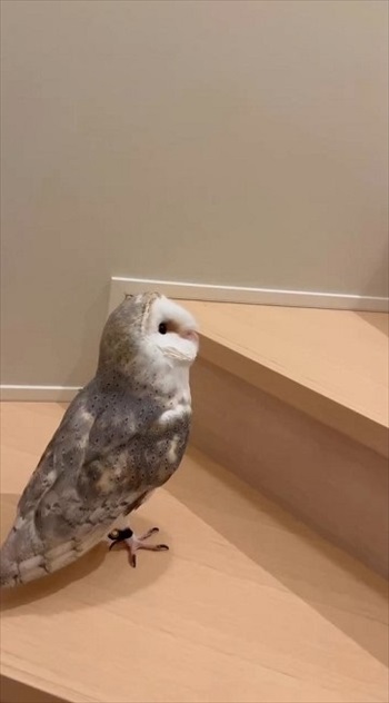 階段を上るフクロウさん