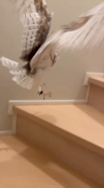 階段を上るフクロウさん