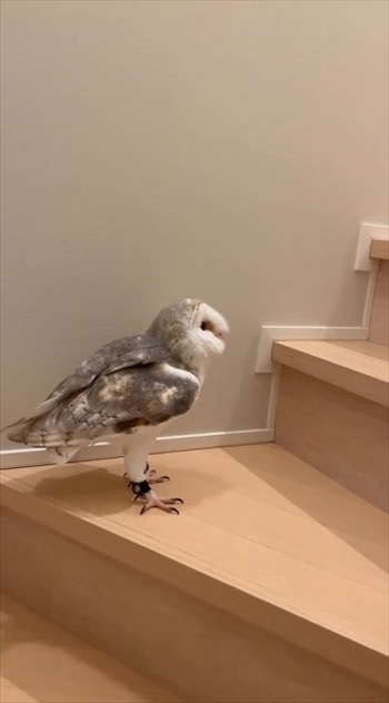 階段を上るフクロウさん