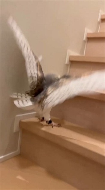 階段を上るフクロウさん