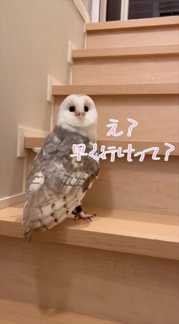 階段を上るフクロウさん