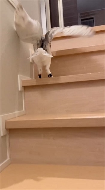 階段を上るフクロウさん