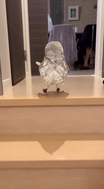 階段を上るフクロウさん