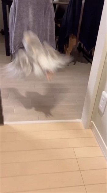 階段を上るフクロウさん