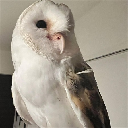 階段を上るフクロウさん