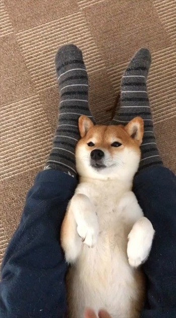 パパさんにマッサージしてもらうワンちゃん