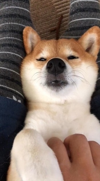 半目になった犬