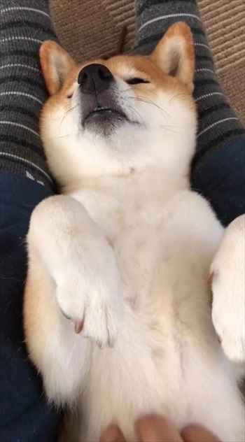 夢の国に行った柴犬