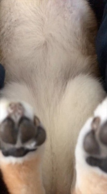 肉球丸見えの柴犬