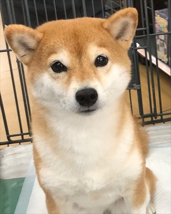 キョトンとした柴犬