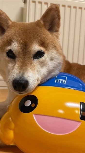 記念撮影する柴犬