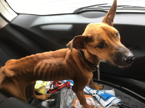 野犬BA1