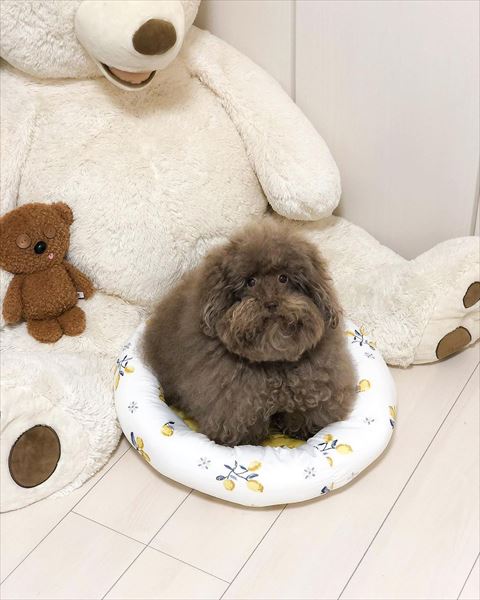 花柄犬用ベッドの上