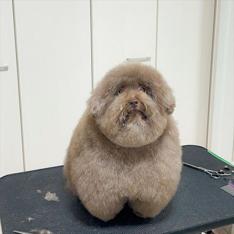 トリミング台で上見上げてる