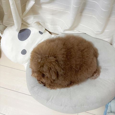 真ん丸ワンコ上から